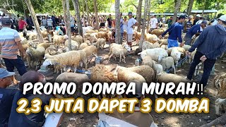 Promo Domba Murah‼️ 23 Juta Dapat 3 Domba Di Pasar Domba [upl. by Pufahl]