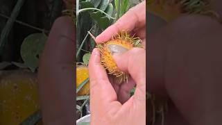 Sweet rambutan  peeling rambutans fruit durian satisfying fruitsworld usa tropicalfruit [upl. by Honora]