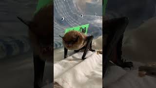 Big Brown Bat Preparing for Hibernation  Living Sky Wildlife Rehabilitation [upl. by Adolphe804]