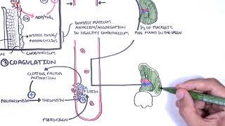 Thrombocytopaenia low platelets Overview  platelet physiology classification pathophysiology [upl. by Cinderella215]