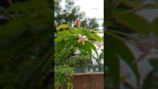 Combretum indicum shortvideo মাধবী লতা  মধুমালতী [upl. by Niwled]