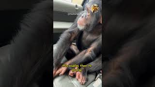 Unlocking the Genius of Nature The Extraordinary Intelligence of Chimpanzees 🐒 Chimpanzee animal [upl. by Negiam]