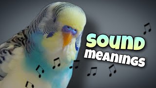 Parakeet Sounds and Their Meanings 🐦🔊 [upl. by Ndnarb]