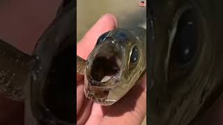 fish tongue eating parasite shorts youtubeshorts viral [upl. by Esilrahc]