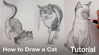 How to Draw a Cat Tutorial [upl. by Skipton]