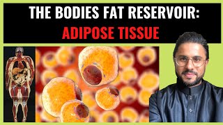 Science of Obesity  Adipose Tissue The Bodies Fat Reservoir Pt I [upl. by Theona978]