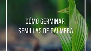 Como Germinar Semillas de Palmeras 🌴🫘 Tutorial 🌴🫘 [upl. by Yddub]