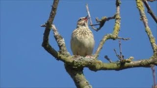 Singing Woodlark [upl. by Ajiat]