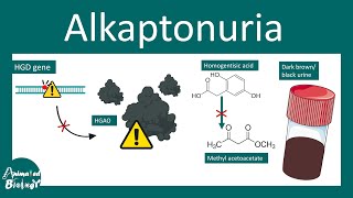 Alkaptonuria  Alkaptonuria Causes Signs and Symptoms Diagnosis  Treatment  Black urine disease [upl. by Buttaro773]