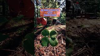 Making a Traditional Cyanotype in the Maine Forest  Historical Photography Process [upl. by Avlis]