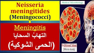 Neisseria 4 Neisseria meningitides Meningitis الحمي الشوكية والالتهاب السحائي [upl. by Assyl507]