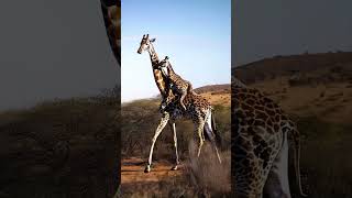 Baby Giraffe Rides on Moms Back in the Wild cute fluffyfriends giraffe babyanimals [upl. by Nelrac424]