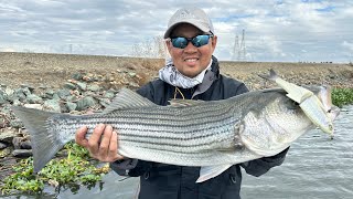 Favorite tides and depths for Delta stripers QampA [upl. by Eilerua]