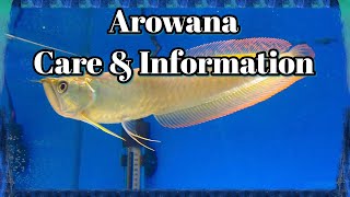 Arowana Care and Information [upl. by Nahsez]