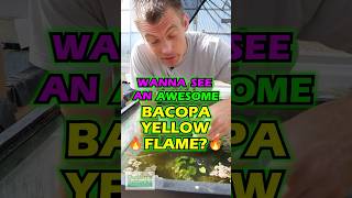 Wanna See An Awesome BACOPA YELLOW FLAME 🔥 [upl. by Chryste]