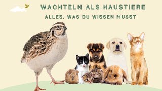 Wachteln als Haustiere  Alles was du wissen musst [upl. by Estus54]