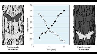 QCE Biology Unit 4  Microevolution and genetic drift [upl. by Crosse]