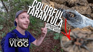 Wild Tarantula Hunt in Colombia  Cyriocosmus leetzi [upl. by Rip432]