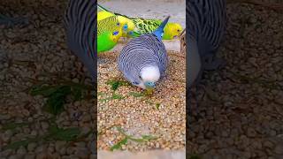 Colourfull Budgies Parakeets ❤️🥰 [upl. by Stalder]