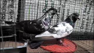 pigeons for sale in hyderabad china greybazz pair 9381236339 highflyerpigeonforsell pigeonsale [upl. by Kennie391]