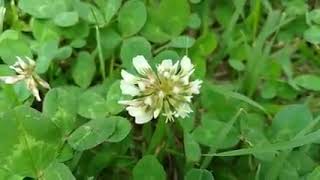 TrevoBrancoTrifolium repens L Leitura na Descriçãoplantas [upl. by Ysirhc]