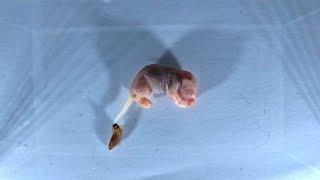 Flesh Eating Larvae VS Baby Mouse Timelapse [upl. by Muryh75]