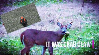 2018 PA rifle season Buck down and getting checked out by a game warden [upl. by Nedap]