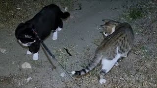 Scolopendra cingulata and cats [upl. by Ingold]