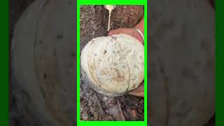 TECHNIQUE OF SCRAPING THE BARK TO RECEIVE TREE SAP PART 29 caosu satisfying [upl. by Ordnazil]