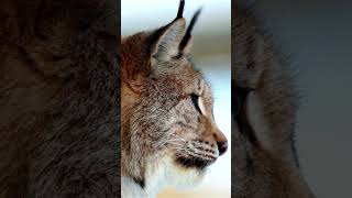 Fascinating Facts About Lynx Cats  Discover the Secrets of These Elusive Predators [upl. by Odelinda]