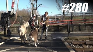 280 Dieren Verhuizen met OV OPDRACHT [upl. by Infeld]