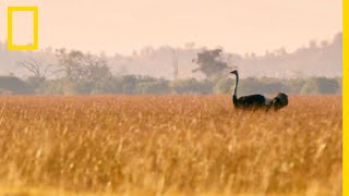 Lautruche bipède le plus rapide au monde [upl. by Irreg]