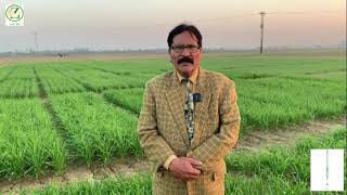 Message by Dr Javed Iqbal on Irrigation of Zincenriched Wheat Crop [upl. by Kiley991]