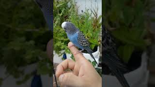 Periquito australiano azul cantando 🤓🤓🐦🐦🎵 australian parakeet singing✨ [upl. by Rundgren998]