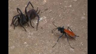 Tarantula Hawk attacks Tarantula at Machu Picchu [upl. by Shanon22]