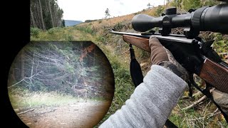 Blacktail Deer Hunting 2024  Early Season Vancouver Island [upl. by Minoru429]