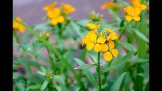 Erysimum allionii  Siberian Wallflower [upl. by Sum922]