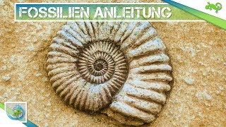 Einfach Fossilien selber herstellen So klappts  Bauen und Basteln [upl. by Dasa]