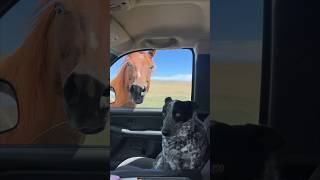 Their dog’s reaction to a horse is hilarious 😂 [upl. by Kimble]