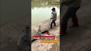 buaya ini ngumpet dilantai beton [upl. by Teerpnam]