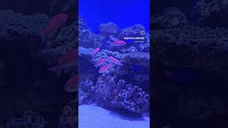 ADDING AMAZING ANTHIAS TO A MARINE AQUARIUM Marinetank aquatics aquarium saltwater fish [upl. by Rufena]