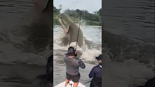 Giant Catfish Caught by Angler 🦭🐟🐲🐙 giantcreature derpseafishing [upl. by Marutani97]