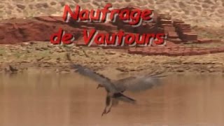 Naufrage de Vautour  BURKINA FASO [upl. by Aihtnamas]