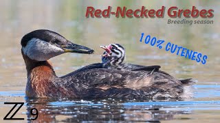 RedNecked Grebes  Breeding season [upl. by Aitnahc]