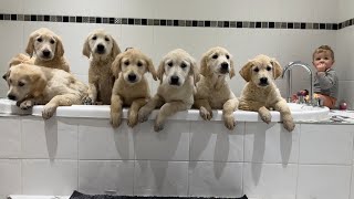 Adorable Golden Retriever Puppies Have Their First Bath Cutest Ever [upl. by Pamella]