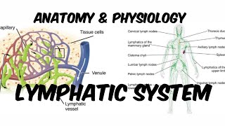 Lymphatic System  Classification amp Organs of Lymphatic System  Anatomy amp Physiology  in Hindi [upl. by Kessler511]