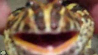 Pacman Frog Growls for 12 Seconds Straight [upl. by Areval]