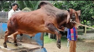 Cow videos unloading cow videos Mohish video animal big cow goru hamba cow Part 5 [upl. by Jephum]