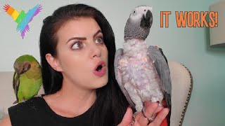 6 WAYS TO TEACH YOUR PARROT TO TALK  PARROT TALK Merlin Subtitles  MARLENE MCCOHEN [upl. by Tandy]