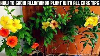 How to Grow Allamanda Plant With All Care Tips Fast N Easy [upl. by Jeanette]